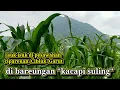 Download Lagu Kecapi Suling Sunda, di pesawahan cipareuan, Cibiuk, Garut, Jawa Barat.