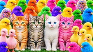 Tangkap Ayam Lucu, ayam warna warni, ayam rainbow, kelinci lucu, bebek lucu, ikan koi, Hewan Lucu