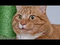 Download Lagu Cat is no Einstein but delivers on looks