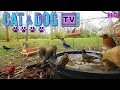 10 Hours - No Interruptions Cat Dog TV Squirrels Birds drink from fountain water sounds