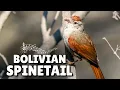 ENDANGERED Spinetail's HYPNOTIC Call From Bolivia's Hidden Valleys