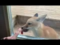 Cute fox pup licking my door