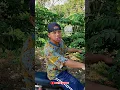 Download Lagu MANGKELNO || sarimen sentol