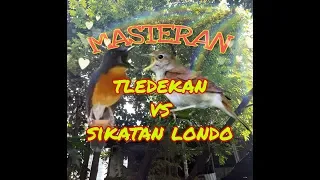Download Masteran Murai Batu || Tledekan VS Sikatan Londo MP3