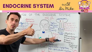 Download Overview of the Endocrine System MP3