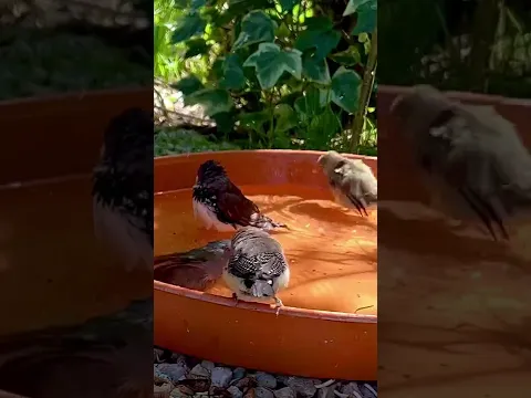 Bird Aviary Diamond Firetail Finch Owl Finch Star Finch