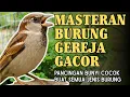 Download Lagu 🎵 Masteran Burung Gereja Gacor – Pancing Bunyi, Cocok Buat Semua Jenis Burung! 🐦🔥