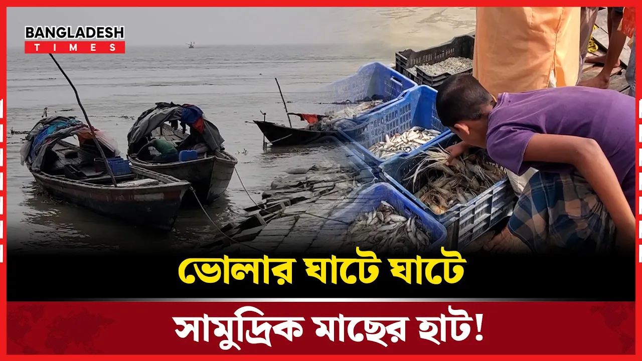 ভোলার বিভিন্ন মাছ ঘাটে বসছে সামুদ্রিক মাছের হাট