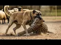 Download Lagu Kangal Dog vs Leopard Attacks : The Echo In The Valley