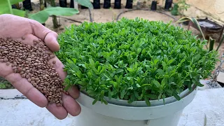 بذور موجودة بكل مطبخ بعد زراعتها بخمسة أيام بتكون بهذا الشكل بتتاكل خضرا آو حصاد ولا تحتاج آي عناية 