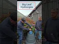 big leaf hydrangea