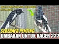 Download Lagu SEBERAPA PENTING UMBARAN UNTUK KACER | DR KACER
