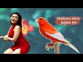 Lagu Kenari AF GACOR  || Download suara burung kenari Mp3