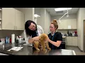 San Antonio Humane Society hosting appointment-based vaccination prevention clinics