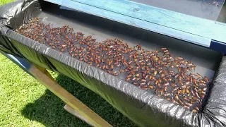 life hacks for the worst bugs