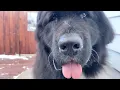 A giant dog with a giant heart Newfoundland Dog