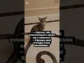 Download Lagu Софочкино успокоительное #юмор #анекдоты #смешнойшортс #cat #peterbalds #смех#прикол