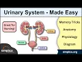 Urinary System Anatomy Physiology Labeled Diagram
