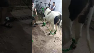 دير ما جرجس الرزيقات الاقصر ٢٠٢٠ 