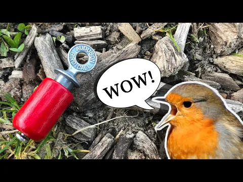 Download MP3 Panggilan Burung Audubon: MENARIK BURUNG dengan cara mudah!