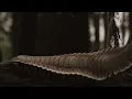 Download Lagu Why did the giant centipede Arthropleura disappear?