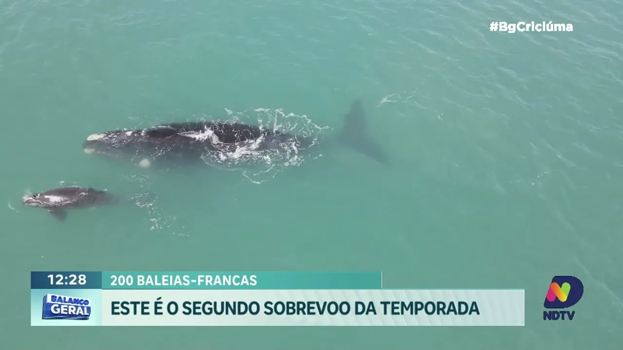 Sobrevoo identifica 200 baleias francas no litoral Sul do Brasil