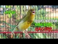 Download Lagu SUARA BURUNG Kenari GACOR PANJANG INI Cocok untuk Masteran KENARI PAUD dan Kenari Macet BUNYI | 176