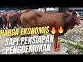 Download Lagu ‼️HARGA EKONOMIS‼️ SAPI PERSIAPAN PENGGEMUKAN🔥🔥