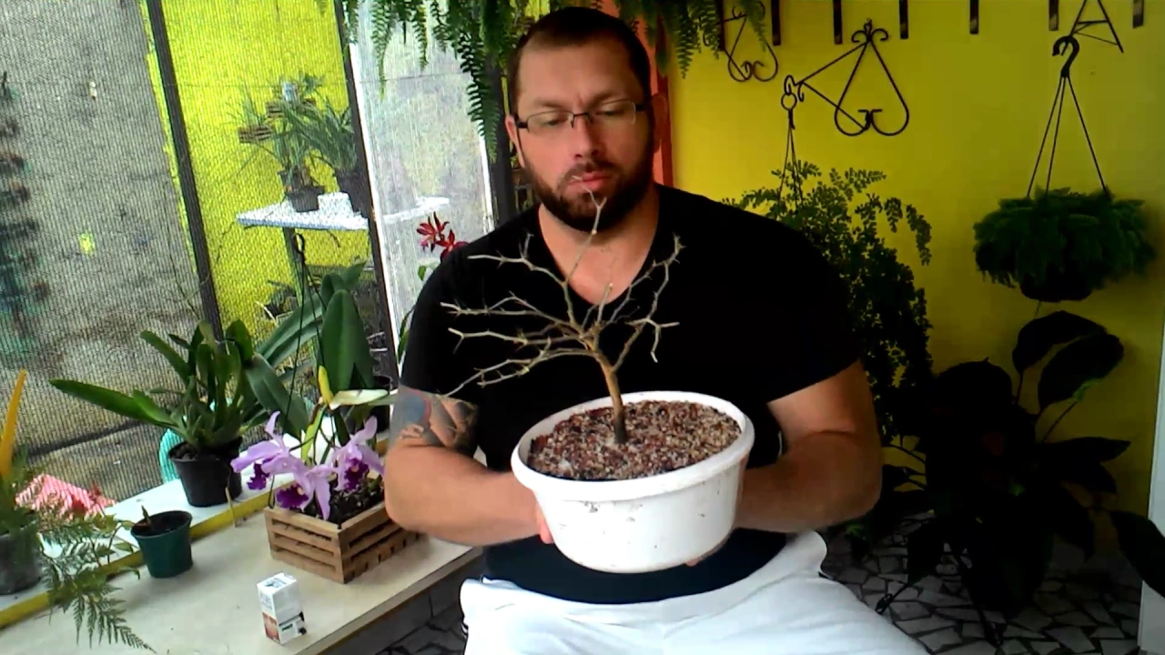 ENRAIZADOR PARA ORQUÍDEAS