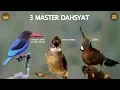 Download Lagu 3 MASTER DAHSYAT Cekakak Jawa (tengkek udang), Kapas Tembak \u0026 Cililin
