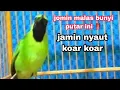 Download Lagu tembakan cucak ijo mini bagus buat pancingan jomin lain agar rajin bunyi