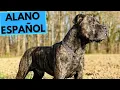 Alano Espanol - TOP 10 Interesting Facts