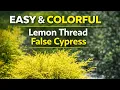 Lemon Thread Cypress Easy Color for ANY Landscape