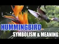 Hummingbird Symbolism A Guide to Their Meaning - Sign Meaning