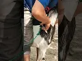 Download Lagu posisi yg benar untuk menyuntik kambing/domba..#viral#shorts#kambingviral#kambing#dombaviral