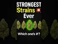 5 Strongest Cannabis Strains of All Time