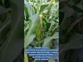 Download Lagu Jangan Salah Pilih Bibit Jagung Saat Musim Panas dan Musim Penghujan