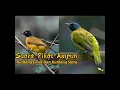Download Lagu Suara Pikat Ampuh burung kutilang emas Dan Kutilang Sutra/ percang