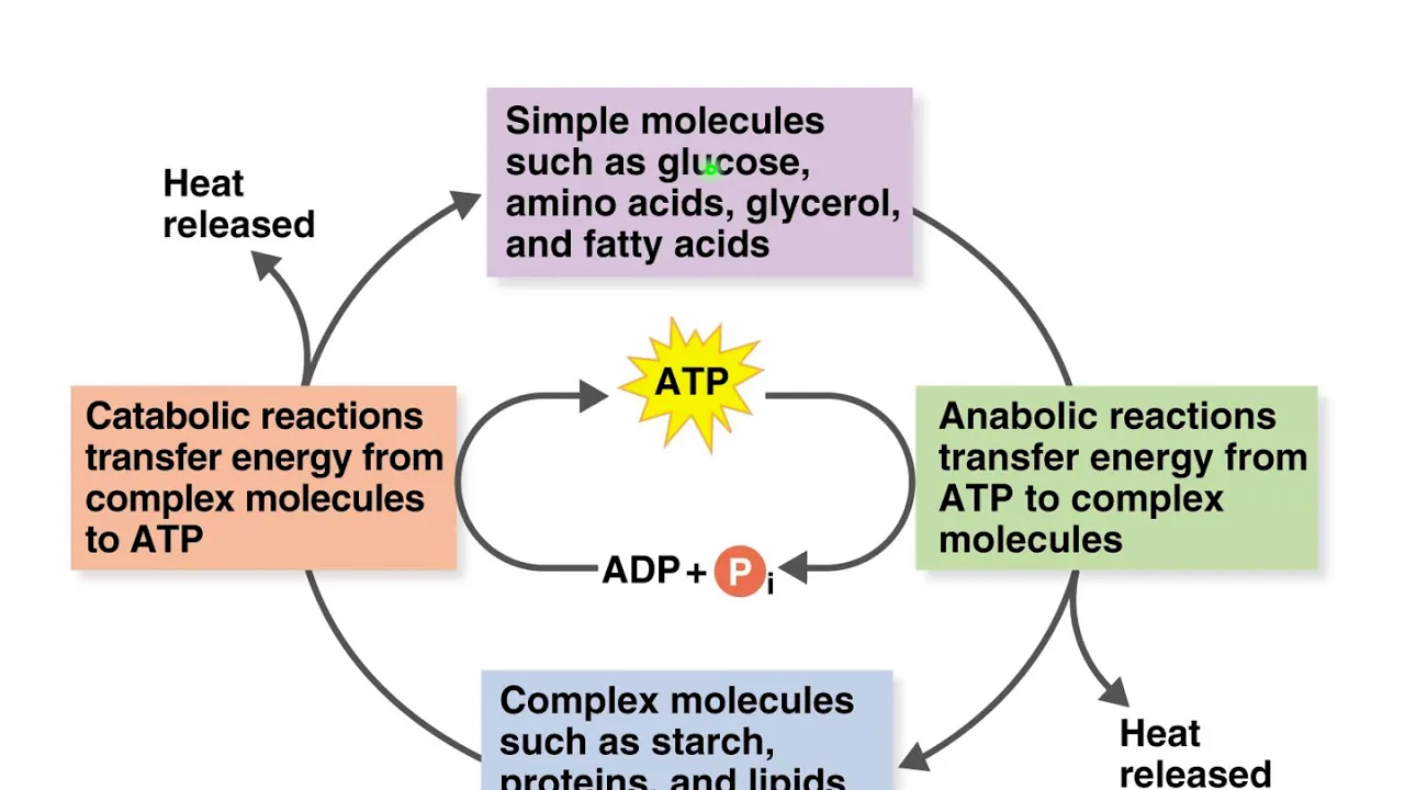 Bio210 Lecture 4 Metabolism narrated - Fall 2020 Part 1