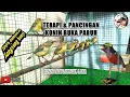 Download Lagu PANCINGAN \u0026 TERAPI KONIN BUNYI 🛑 KONIN OMBYOKAN LANGSUNG GACOR