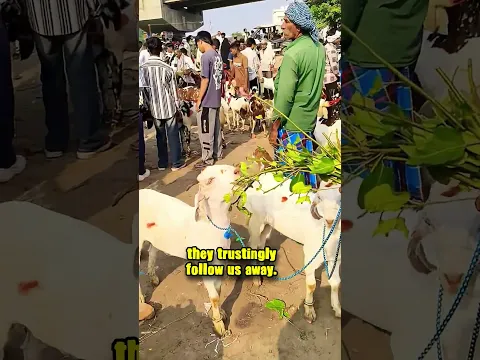 Have you heard of this proverb? #animals #viral #tamil #truth