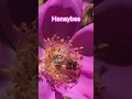 Download Lagu Honingbij op roze roos 🌹🐝 | Macro Nature Close-Up Shorts #honingbij #macrovideo