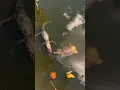 Crocodile attack turtle #animals #shortsvideo #wildlifevlogs