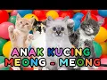 ANAK KUCING MEONG MEONG - kucing lucu banget bikin ngakak KUCING PERSIA LUCU #kucinglucu