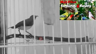 gak tanggung masse langsung kombinasi enam burung sekaligus 