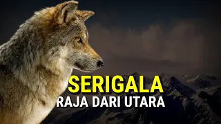 Download Fakta Unik Serigala yang Jarang di Ungkap MP3