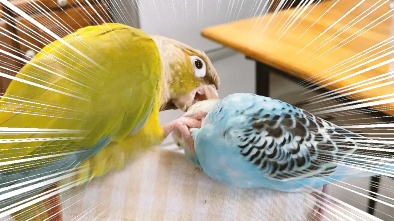 新入りインコが可愛くてたまらない先住インコがこんなことに!|初水浴び【セキセイインコ 雛 生後1ヵ月半】
