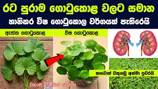 රට පුරාම ගොටුකොළ වලට සමාන හානිකර ගොටුකොල වර්ගයක් පැතිරෙනවා. දැනුවත් වෙන්න. කෑවොත් වකුගඩු අක්මා ඉවරයි