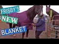 The Best Blanket For Horses That Destroy Blankets
