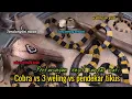 Download Lagu Ular cobra vs tiga ekor ular weling vs tikus - Pertarungan Sengit hewan paling berbisa